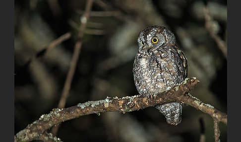 Afrikanische Zwergohreule (Otus senegalensis)