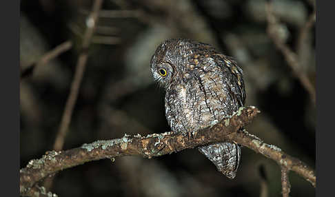 Afrikanische Zwergohreule (Otus senegalensis)