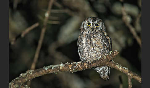 Afrikanische Zwergohreule (Otus senegalensis)