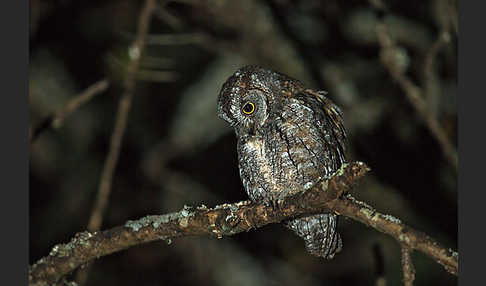 Afrikanische Zwergohreule (Otus senegalensis)