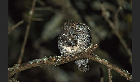 Afrikanische Zwergohreule (Otus senegalensis)