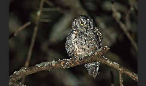 Afrikanische Zwergohreule (Otus senegalensis)