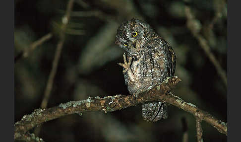 Afrikanische Zwergohreule (Otus senegalensis)