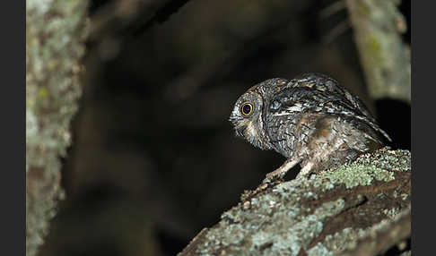 Afrikanische Zwergohreule (Otus senegalensis)