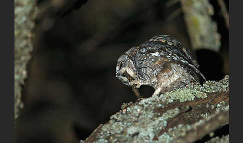 Afrikanische Zwergohreule (Otus senegalensis)