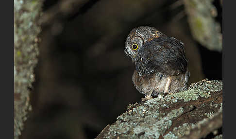 Afrikanische Zwergohreule (Otus senegalensis)