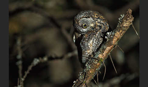 Afrikanische Zwergohreule (Otus senegalensis)