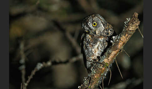 Afrikanische Zwergohreule (Otus senegalensis)