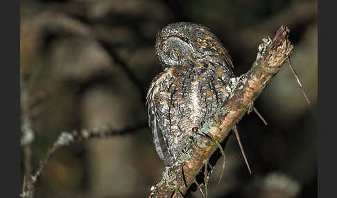 Afrikanische Zwergohreule (Otus senegalensis)