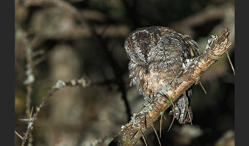 Afrikanische Zwergohreule (Otus senegalensis)