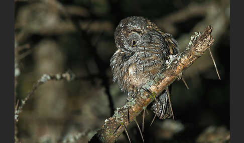 Afrikanische Zwergohreule (Otus senegalensis)