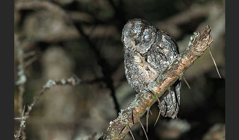 Afrikanische Zwergohreule (Otus senegalensis)