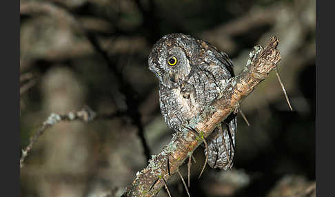 Afrikanische Zwergohreule (Otus senegalensis)