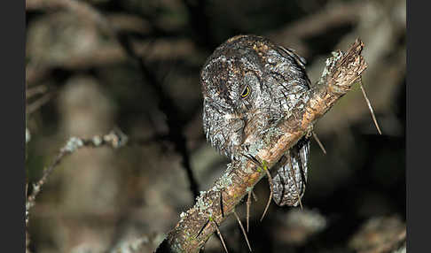 Afrikanische Zwergohreule (Otus senegalensis)