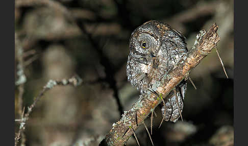 Afrikanische Zwergohreule (Otus senegalensis)