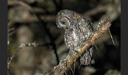 Afrikanische Zwergohreule (Otus senegalensis)