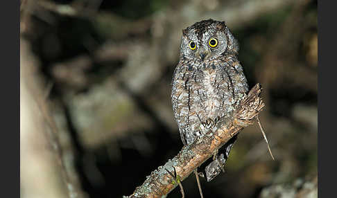 Afrikanische Zwergohreule (Otus senegalensis)