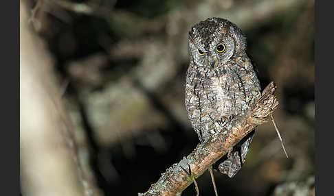 Afrikanische Zwergohreule (Otus senegalensis)