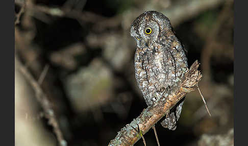 Afrikanische Zwergohreule (Otus senegalensis)