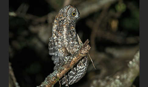 Afrikanische Zwergohreule (Otus senegalensis)