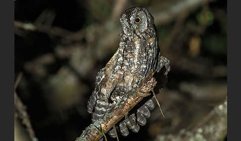 Afrikanische Zwergohreule (Otus senegalensis)