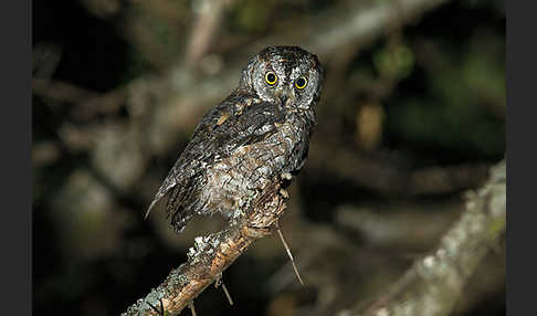 Afrikanische Zwergohreule (Otus senegalensis)