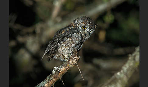 Afrikanische Zwergohreule (Otus senegalensis)