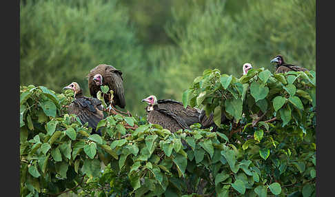 Kappengeier (Necrosyrtes monachus)