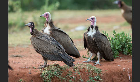 Kappengeier (Necrosyrtes monachus)