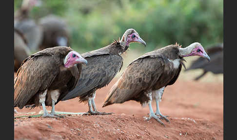 Kappengeier (Necrosyrtes monachus)