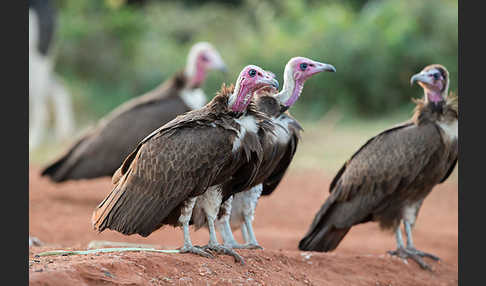 Kappengeier (Necrosyrtes monachus)