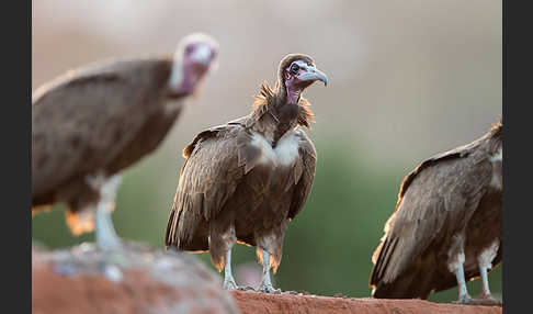 Kappengeier (Necrosyrtes monachus)