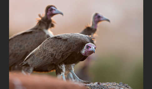 Kappengeier (Necrosyrtes monachus)