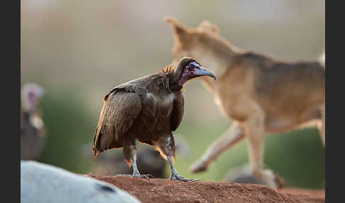 Kappengeier (Necrosyrtes monachus)