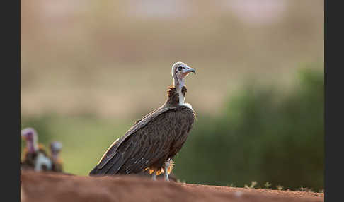 Kappengeier (Necrosyrtes monachus)