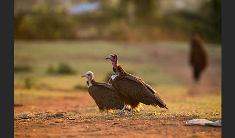 Kappengeier (Necrosyrtes monachus)