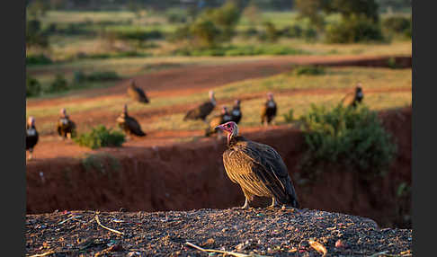 Kappengeier (Necrosyrtes monachus)