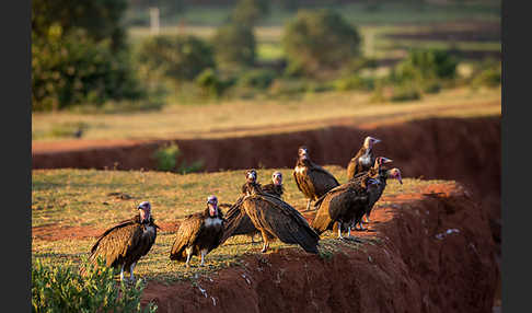 Kappengeier (Necrosyrtes monachus)