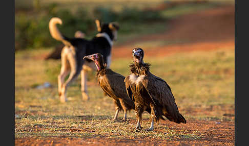 Kappengeier (Necrosyrtes monachus)