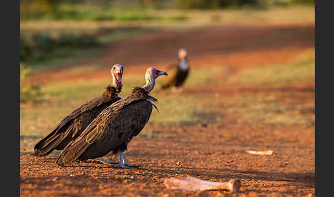 Kappengeier (Necrosyrtes monachus)