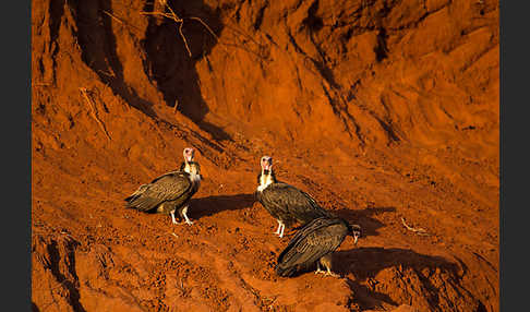 Kappengeier (Necrosyrtes monachus)