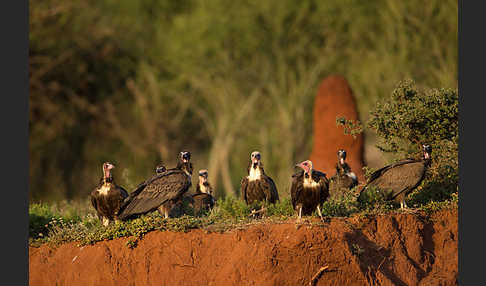 Kappengeier (Necrosyrtes monachus)