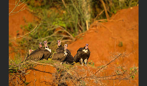 Kappengeier (Necrosyrtes monachus)