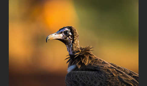 Kappengeier (Necrosyrtes monachus)