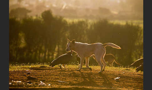 Haushund (Canis lupus familiaris)