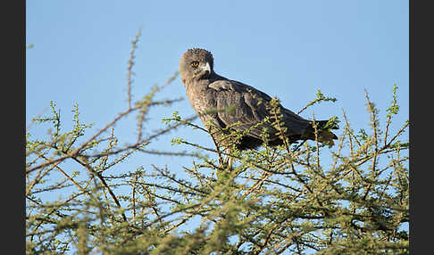 Einfarb-Schlangenadler (Circaetus cinereus)