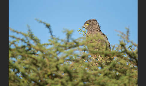 Einfarb-Schlangenadler (Circaetus cinereus)