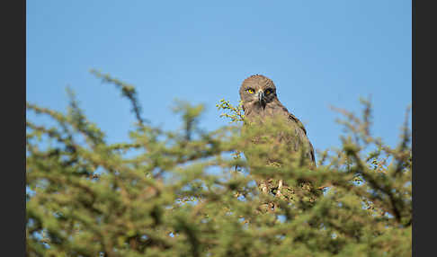 Einfarb-Schlangenadler (Circaetus cinereus)