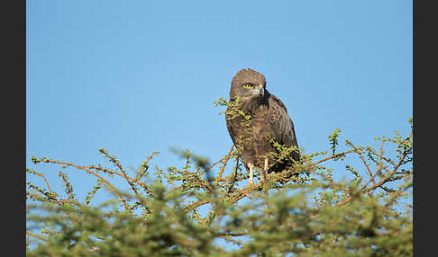 Einfarb-Schlangenadler (Circaetus cinereus)