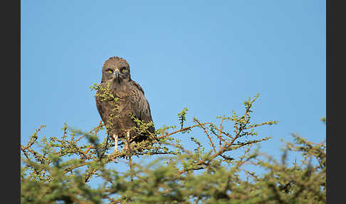 Einfarb-Schlangenadler (Circaetus cinereus)